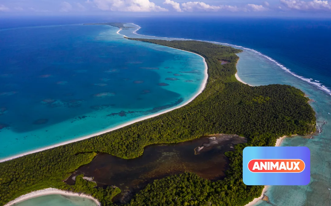 Les Îles Chagos : Le paradis caché que vous devez absolument voir sur Animaux