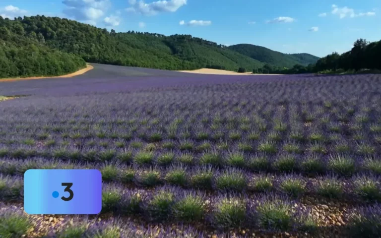 Des racines & des ailes - Passion patrimoine