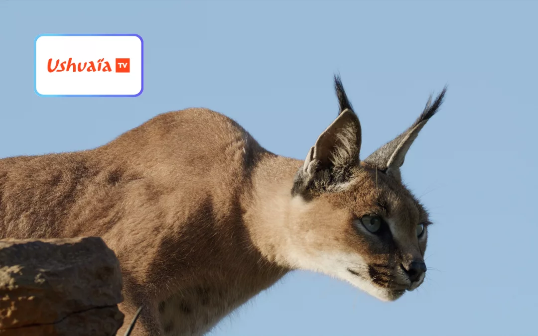 Caracal, la société du chat solitaire