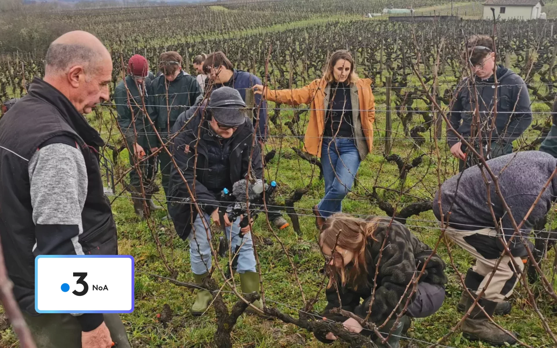 Côté Châteaux La taille des vignes