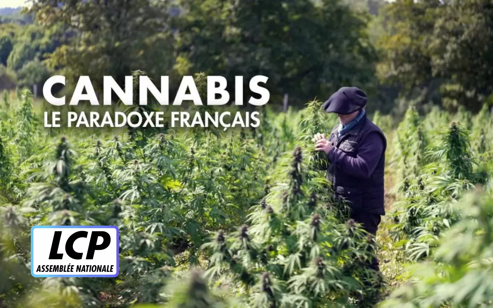 Cannabis, le paradoxe français
