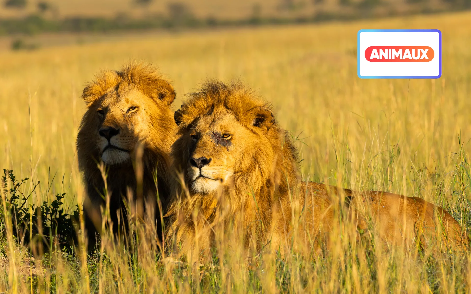 Frères lions