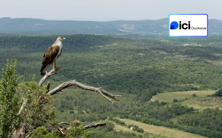 Aigle de Bonelli, le prince des garrigues