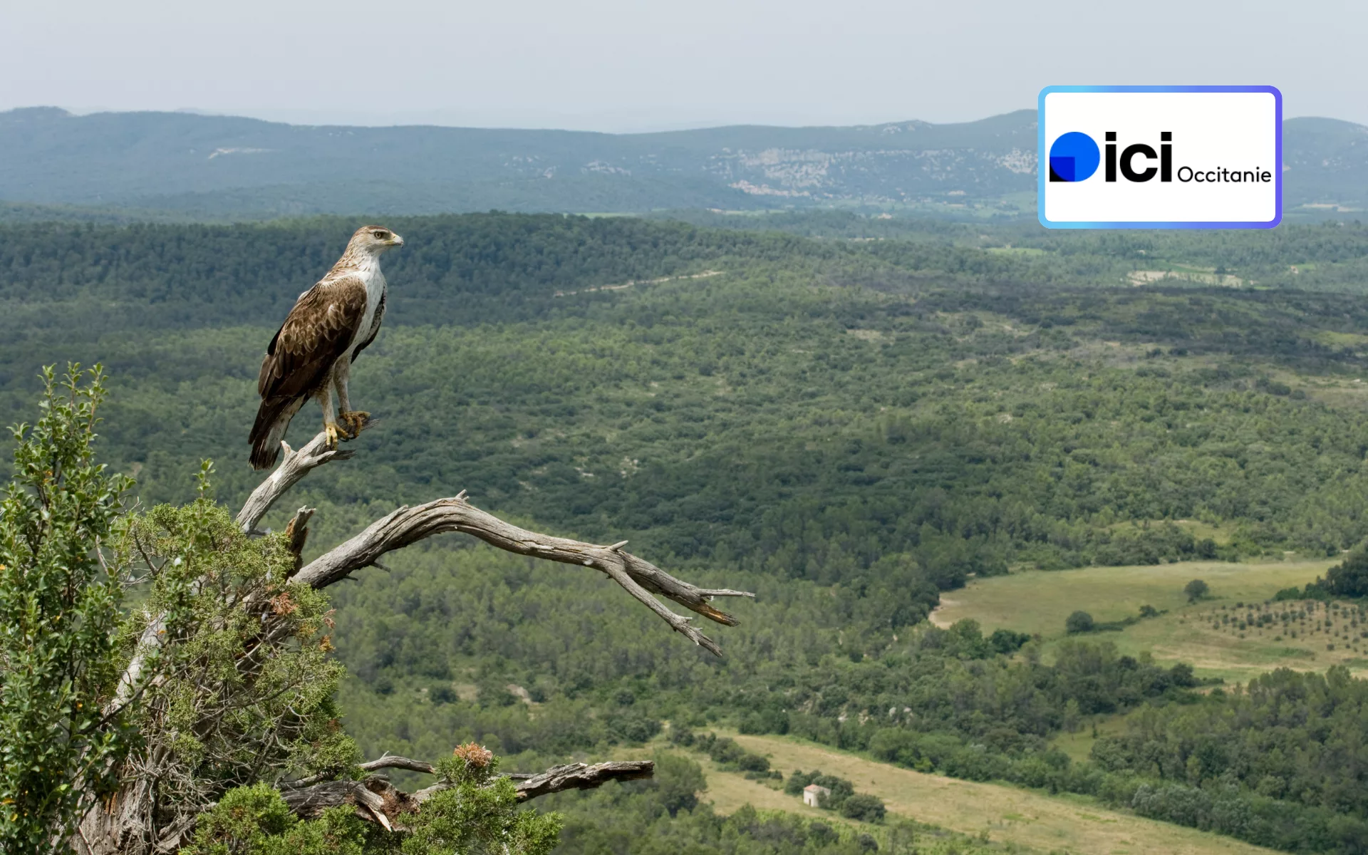« Aigle de Bonelli, le prince des garrigues » : immersion inédite au cœur d’une nature en sursis sur France 3 Occitanie