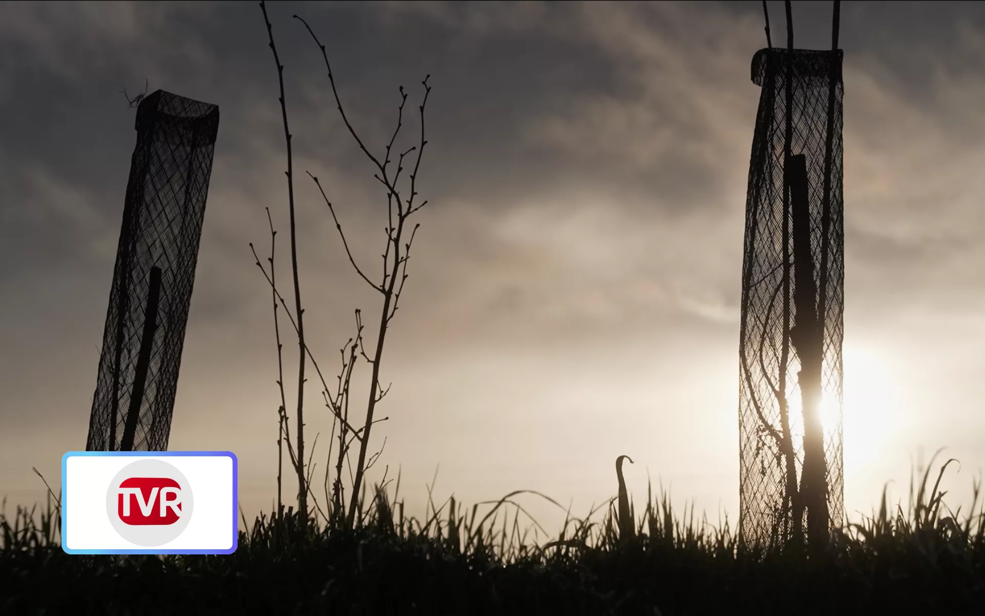 Ils arrachent tout… elle replante : la révolte verte d’un village breton diffusée ce soir sur TVR