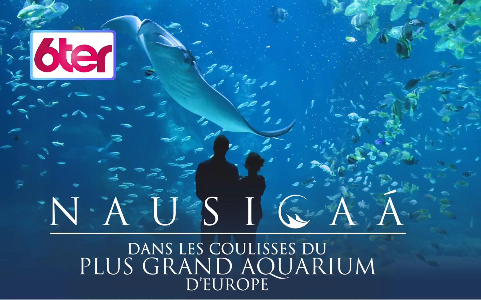 « Nausicaá : dans les coulisses du plus grand aquarium d’Europe » ce soir sur 6ter — raie manta, requin blessé et bébé manchot au programme