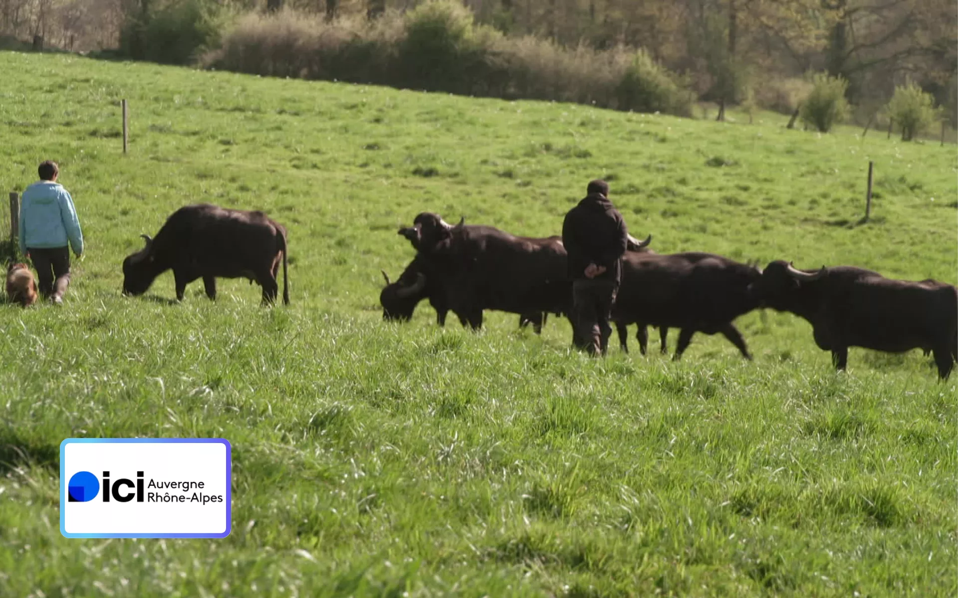 Nos terres gourmandes en balade consacré à Buffle et bufflone lait, fromage et viande