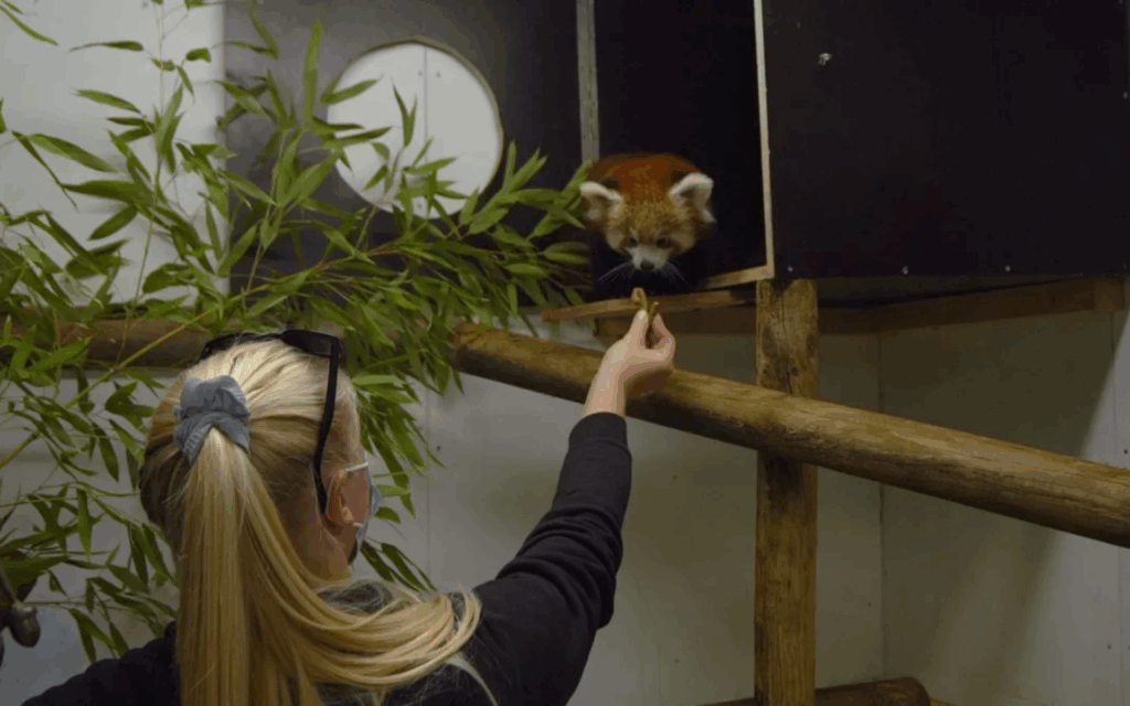 Au Zoo, il n'y a pas que des animaux !