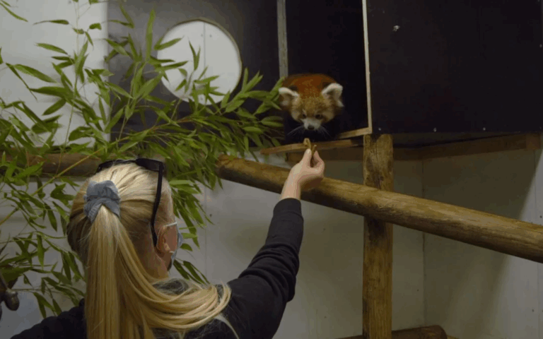Au Zoo, il n'y a pas que des animaux !