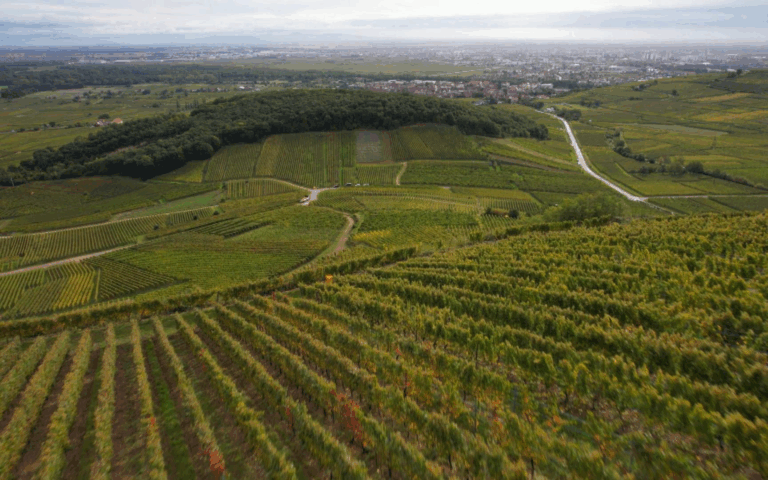Alsace, un terroir en mouvement Sale temps pour la planète