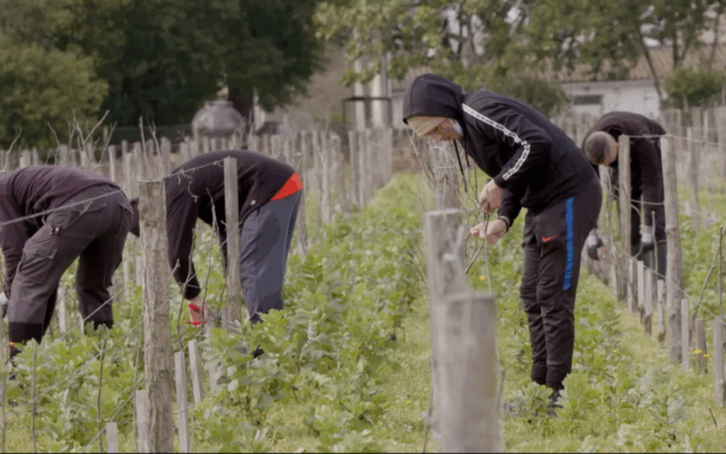 Les vignerons du vivant
