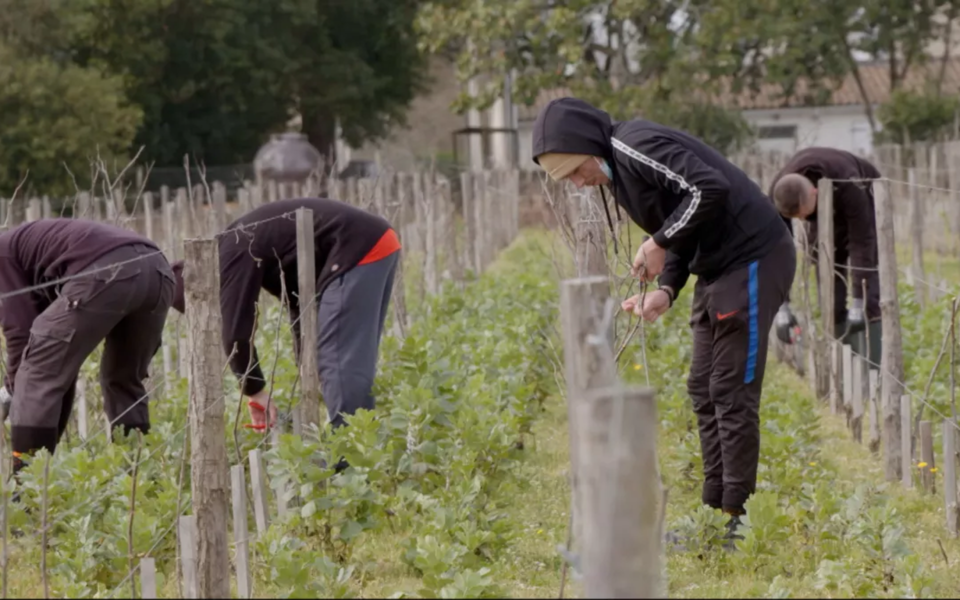 Les vignerons du vivant