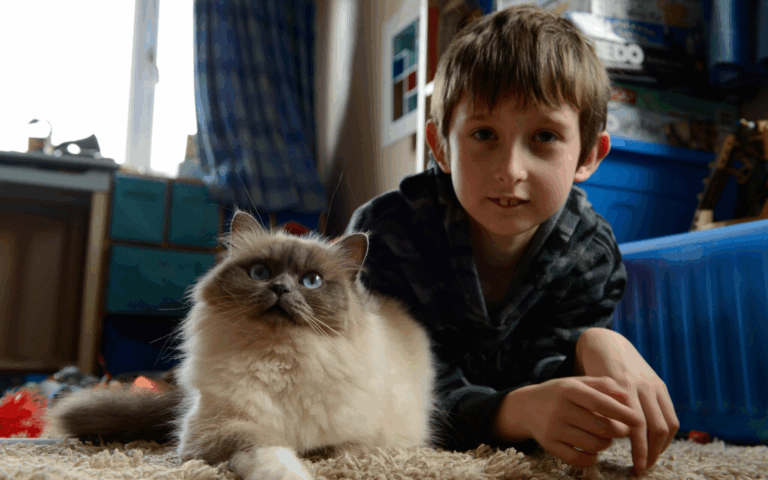 Les Superpouvoirs du Chat