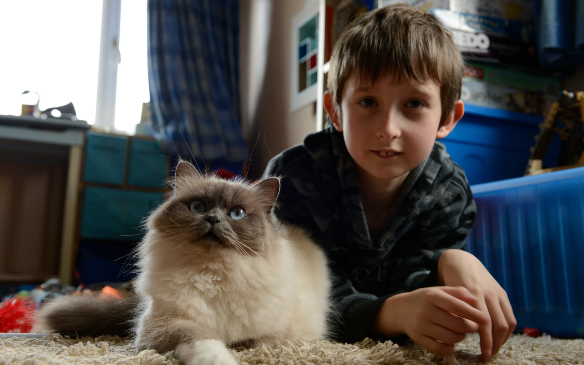Les Superpouvoirs du Chat