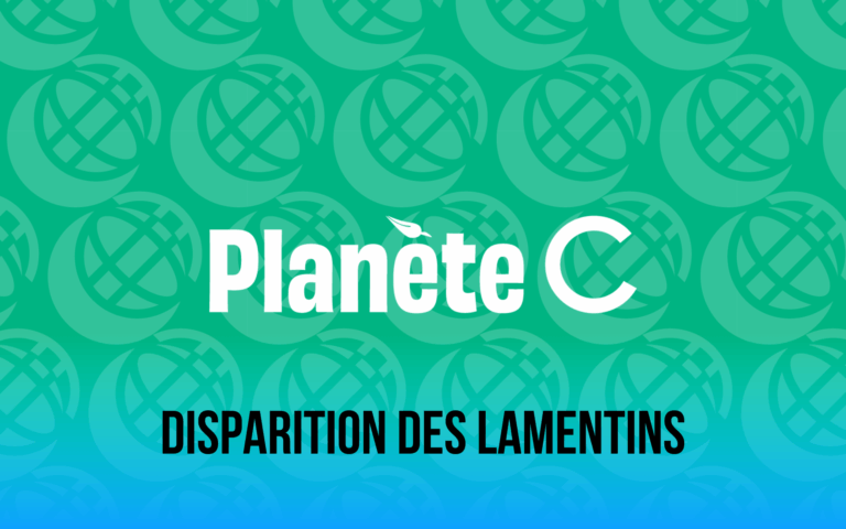 Planète C Disparition des Lamentins : les parcs zoologiques peuvent-ils sauver des espèces ?