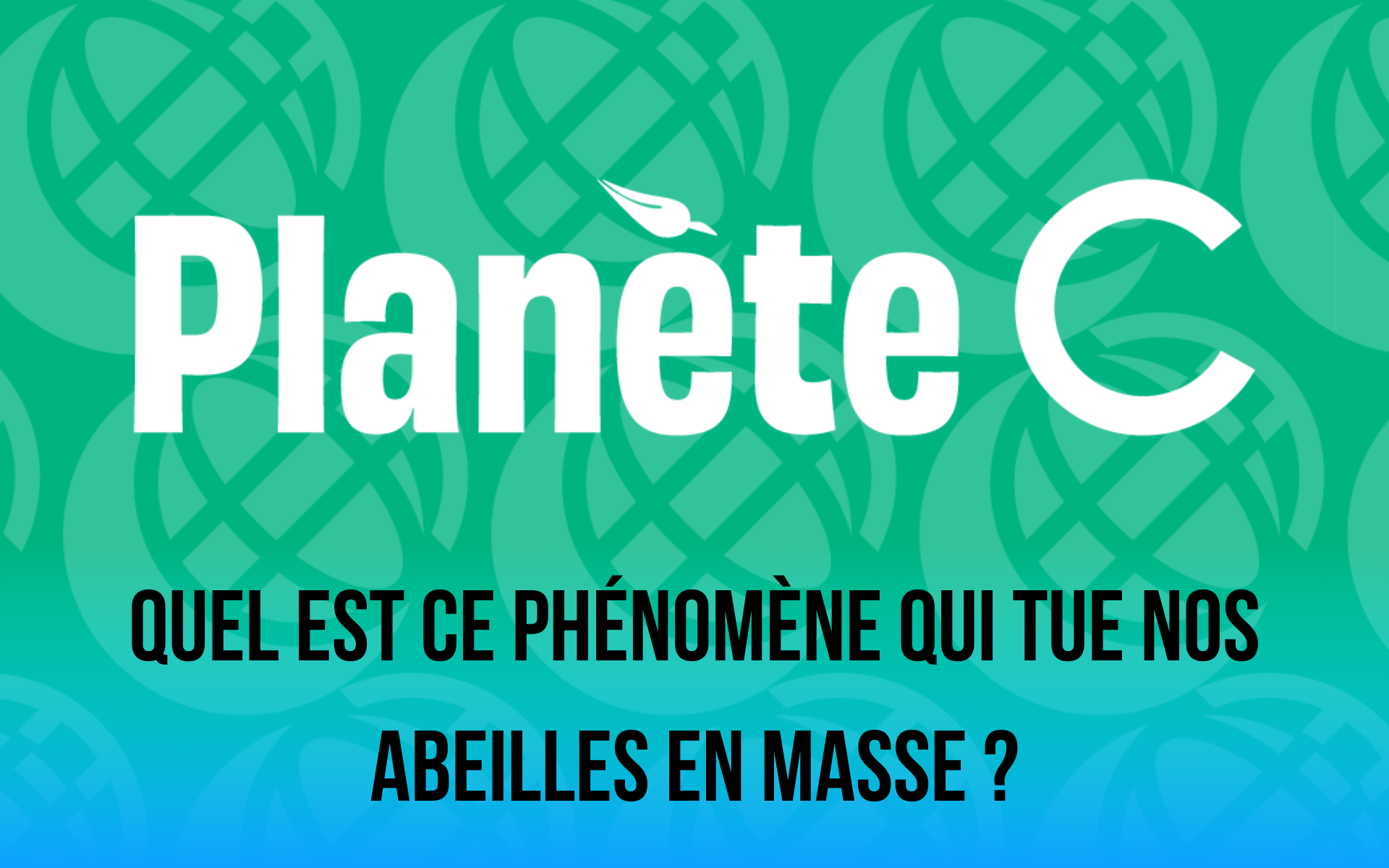 Planète C Quel est ce phénomène qui tue nos abeilles en masse ?