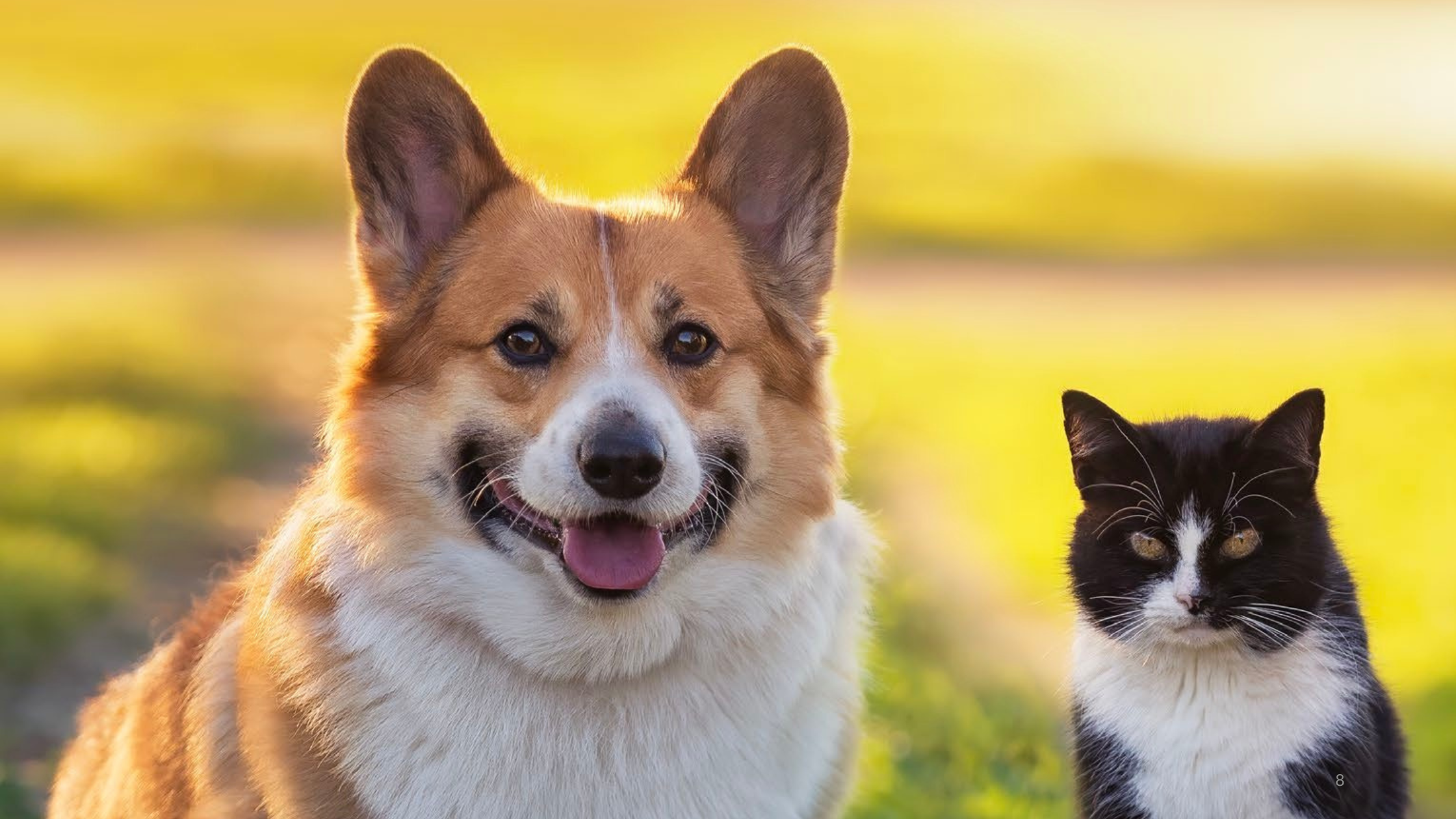 Dog & Cat TV