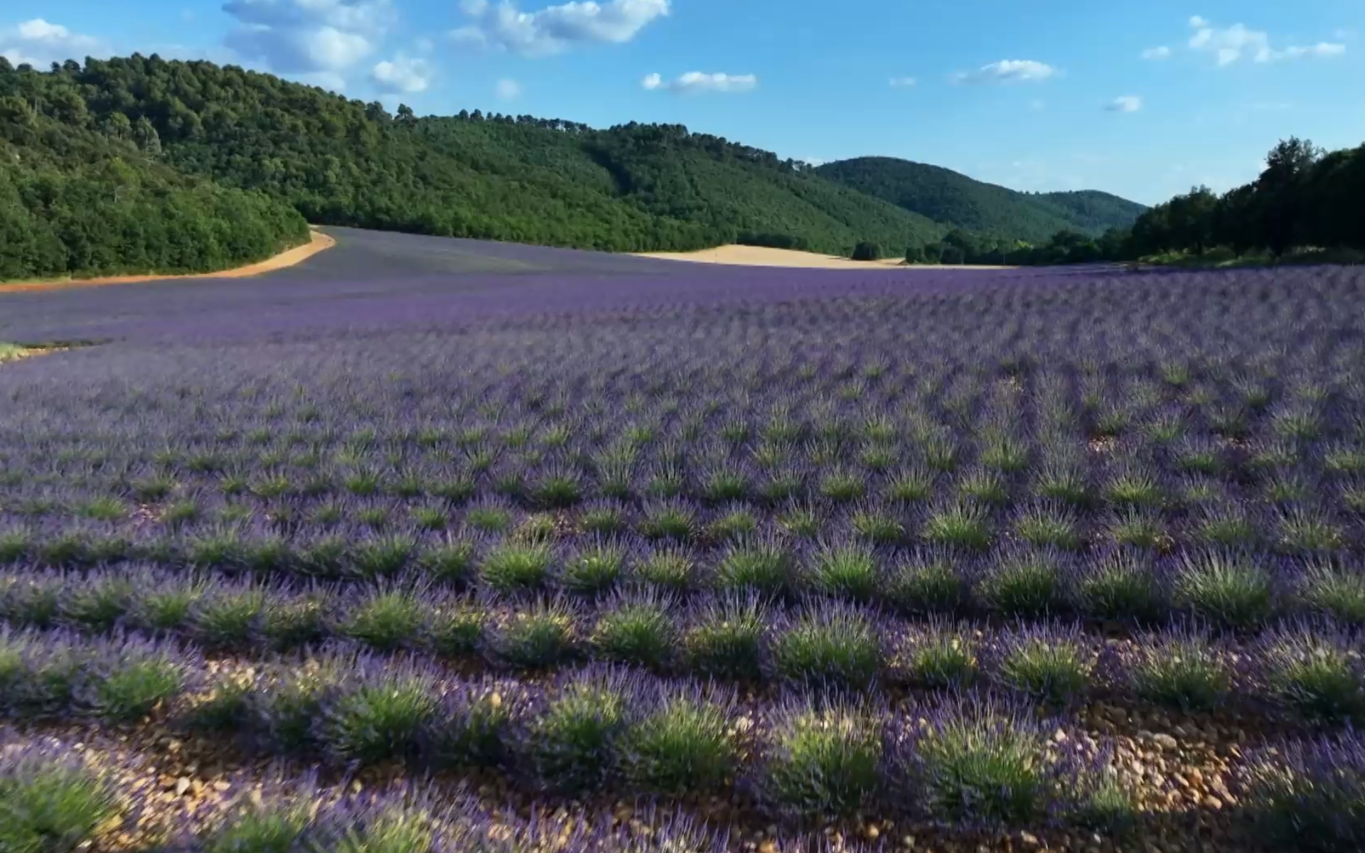 Des racines & des ailes : Terroirs d’excellence dans les Alpes provençales