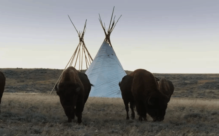La grande prairie, le pacte du bison