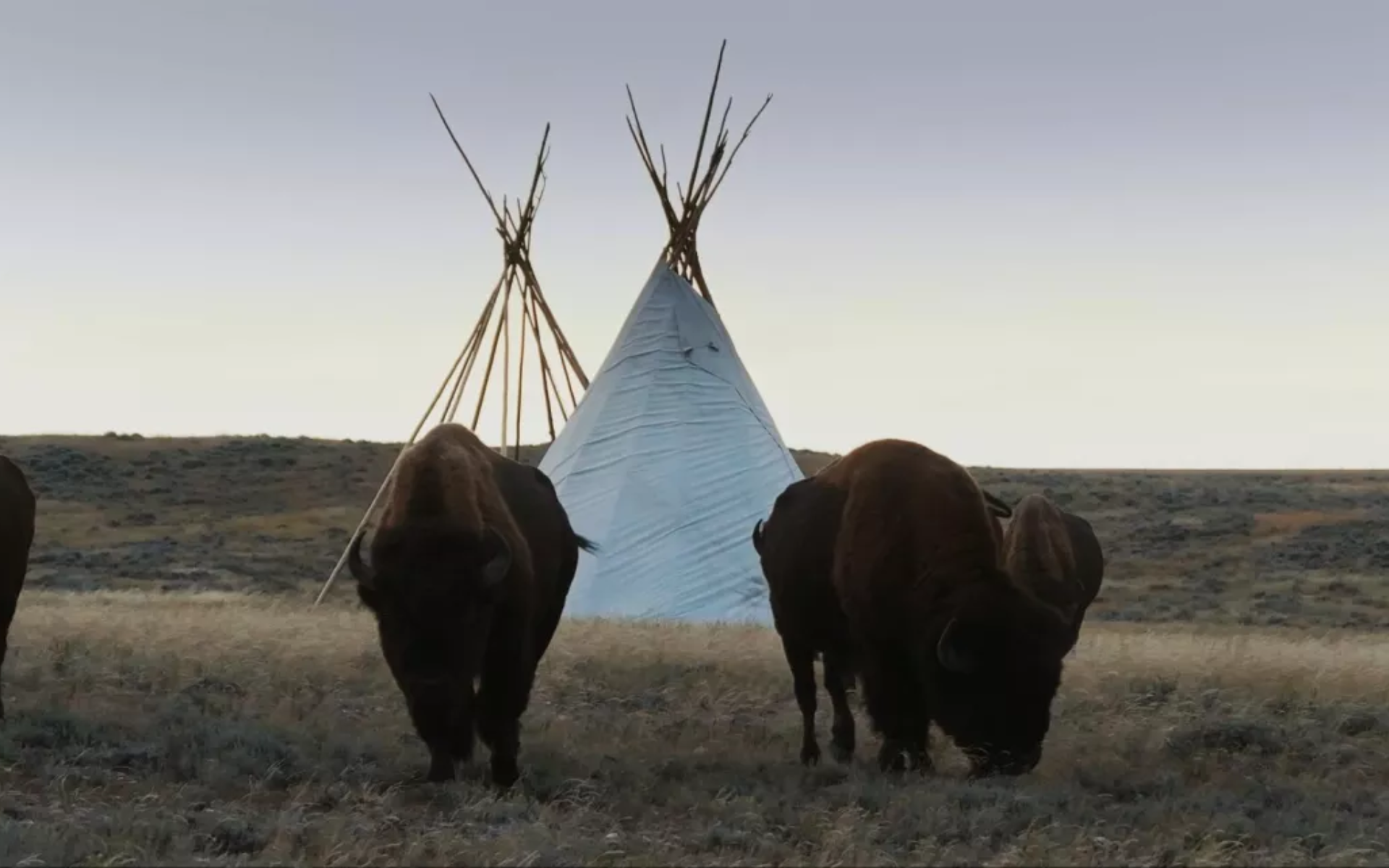 La grande prairie, le pacte du bison