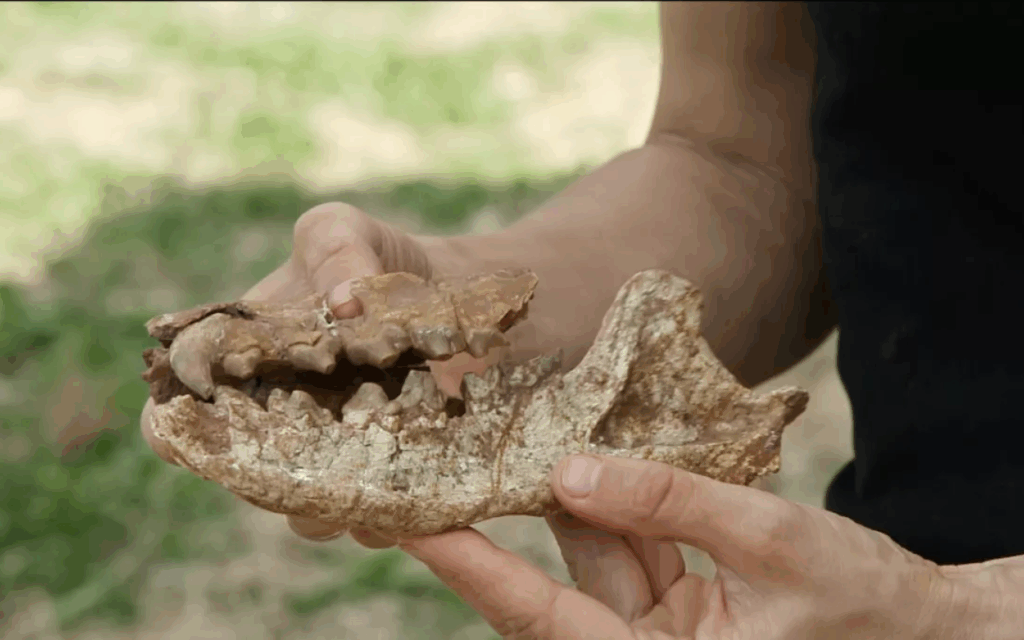 Dans les gouffres à fossiles du Quercy