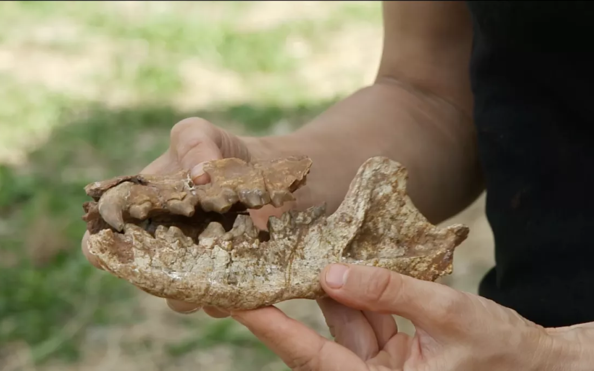 Dans les gouffres à fossiles du Quercy