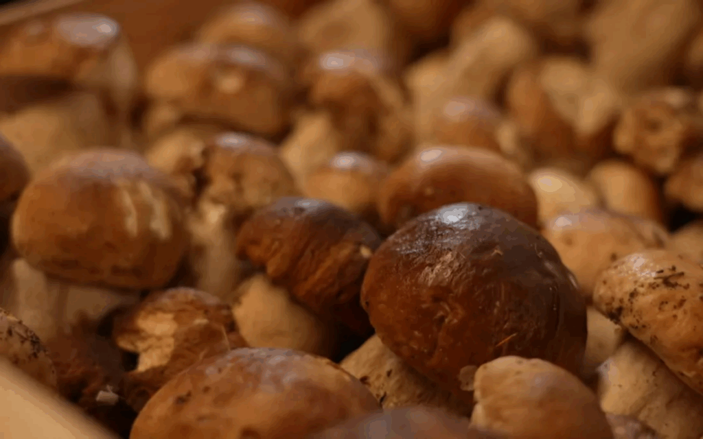 La foire aux champignons