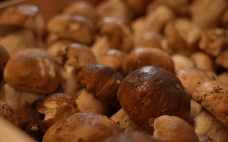 La foire aux champignons