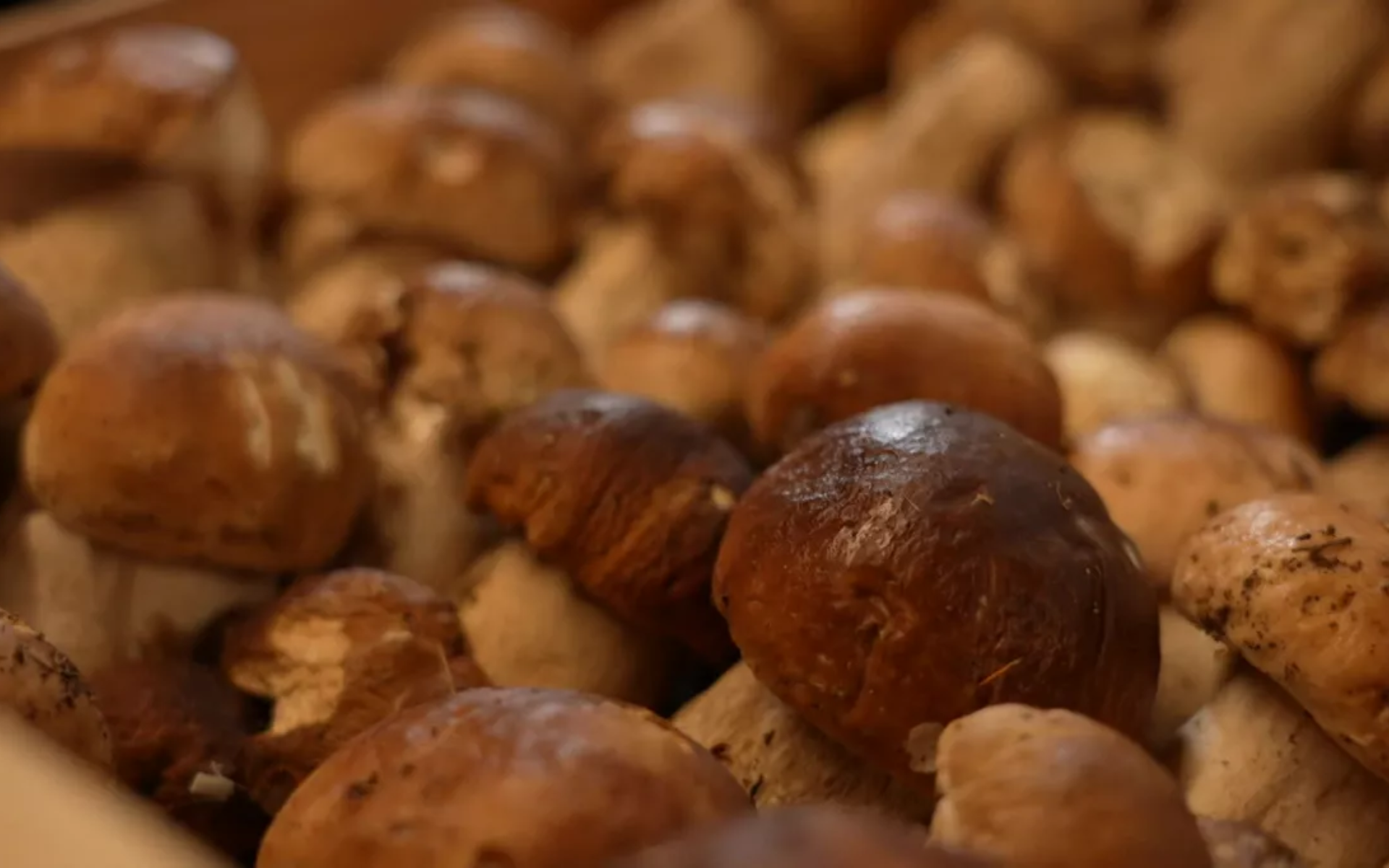 La foire aux champignons