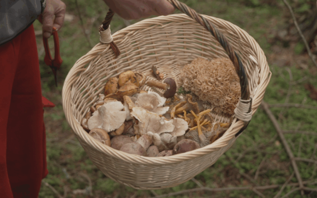 Nos terres gourmandes en balade - les champignons