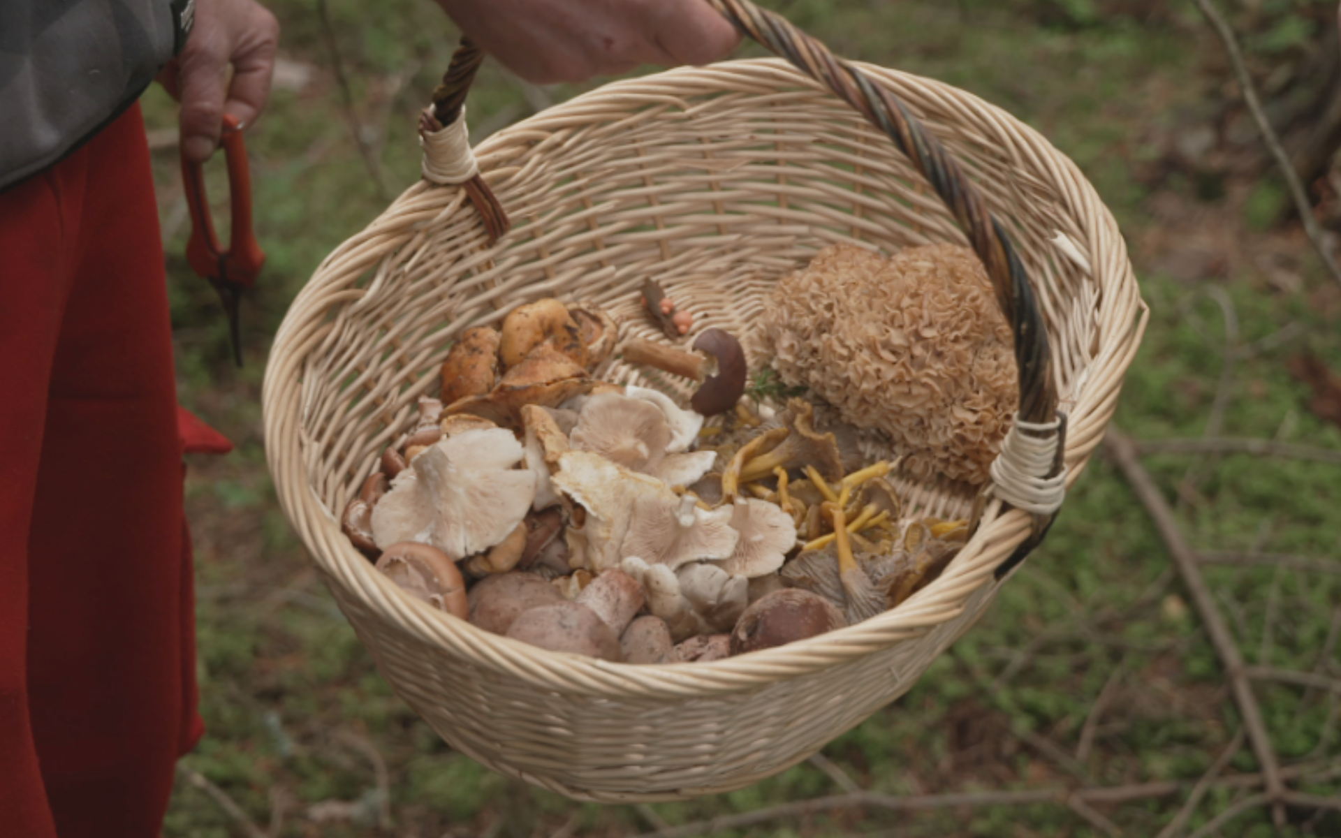 Nos terres gourmandes en balade - les champignons