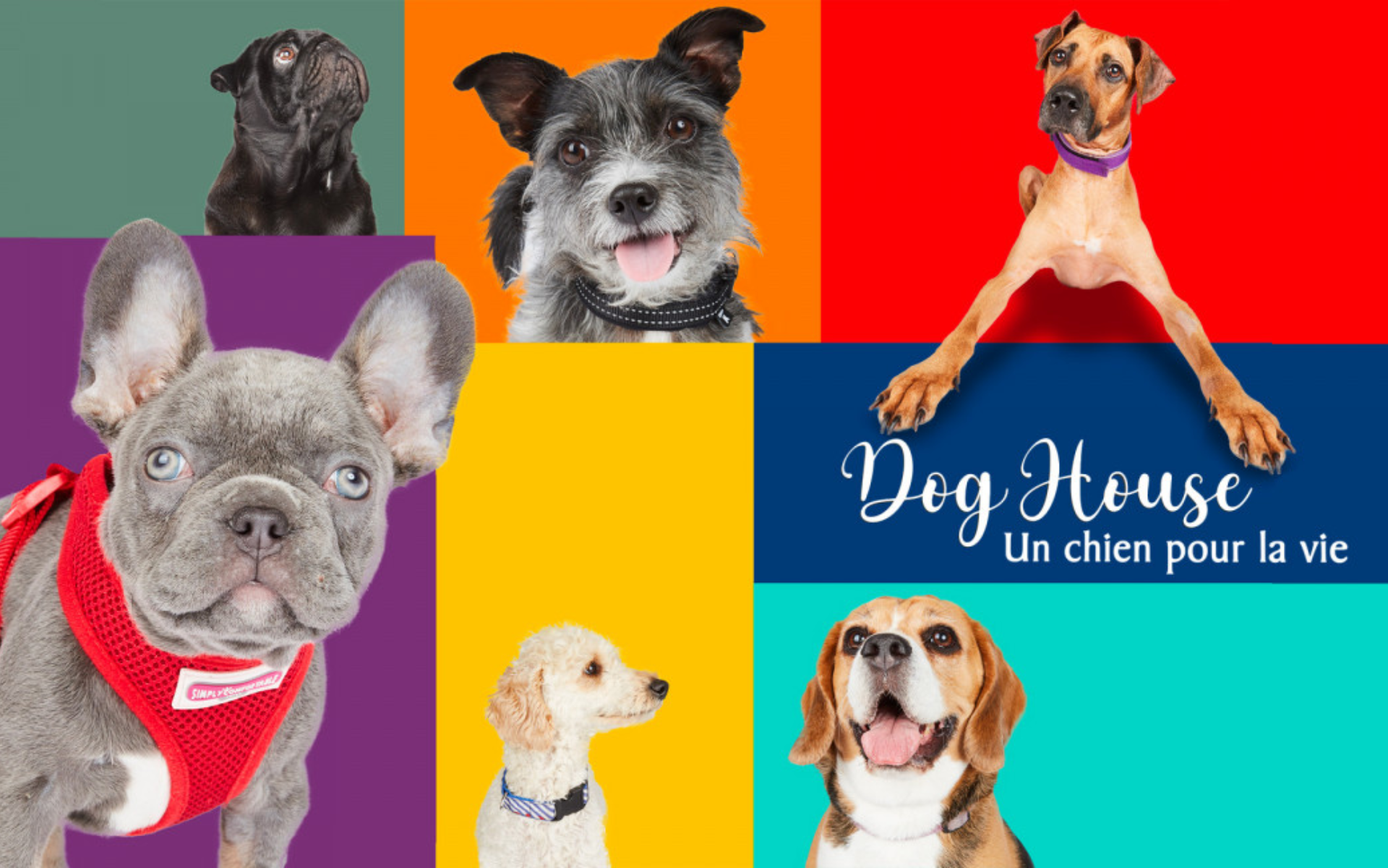 Dog House : Un chien pour la vie