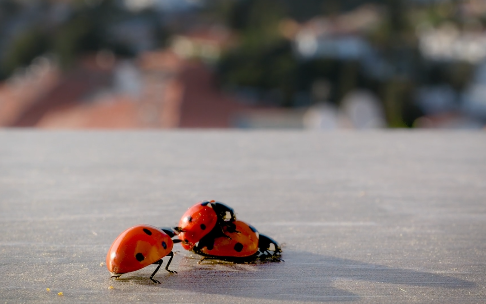 Des plaisirs pas si bêtes