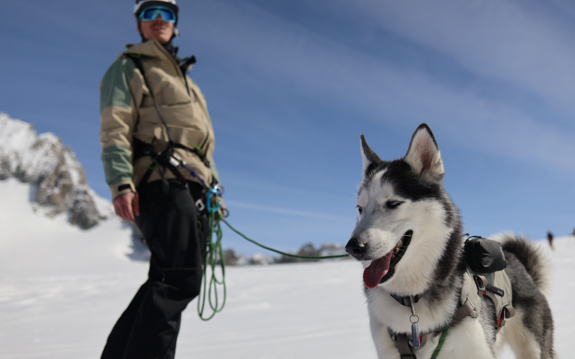 Amour bestial histoires d'hommes et de chiens