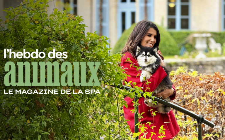 l'Hebdo des animaux
