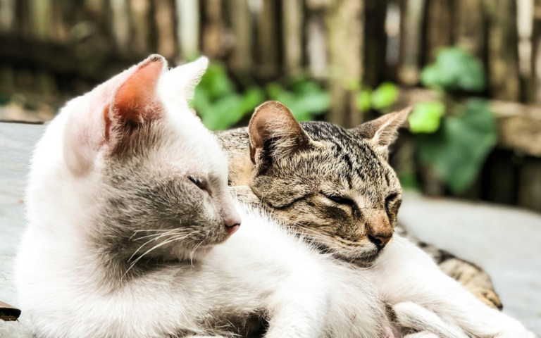 Cat Hospital