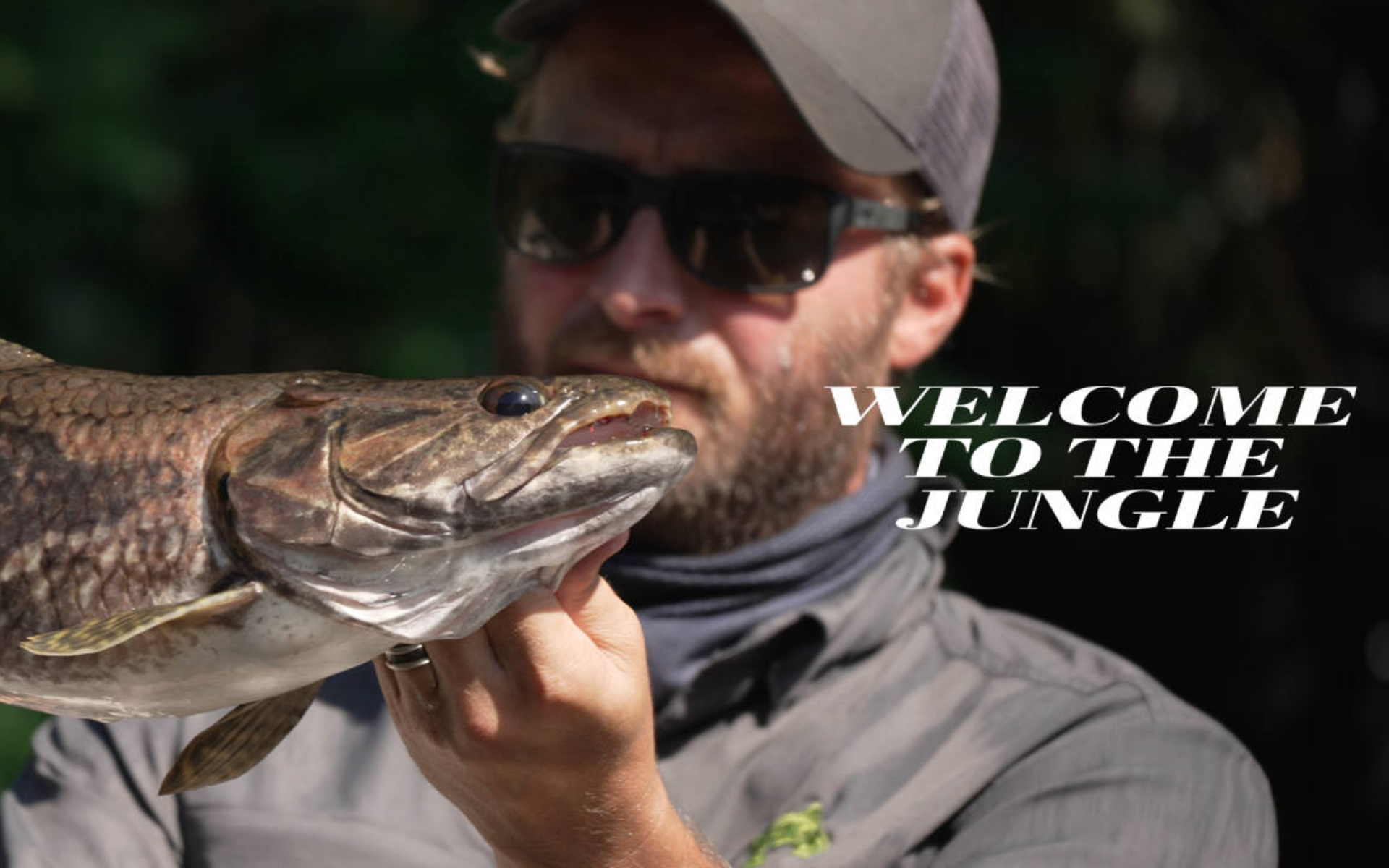 Welcome to the Jungle