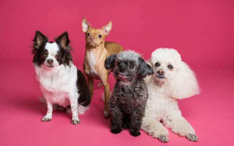 Chiens d'Elite