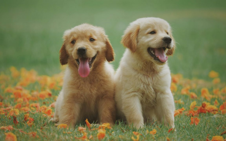 Chiots & Chatons, 3 Mois pour Devenir Grands
